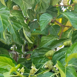 May include: A close-up of a green leafy plant with small green fruit growing on the branches. The plant has large, dark green leaves with prominent veins.