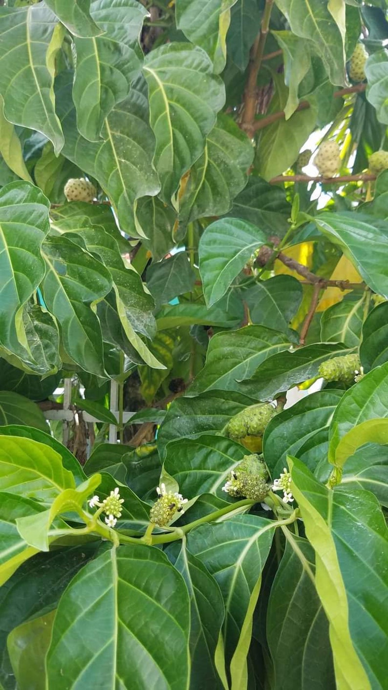 May include: A close-up of a green leafy plant with small green fruit growing on the branches. The plant has large, dark green leaves with prominent veins.