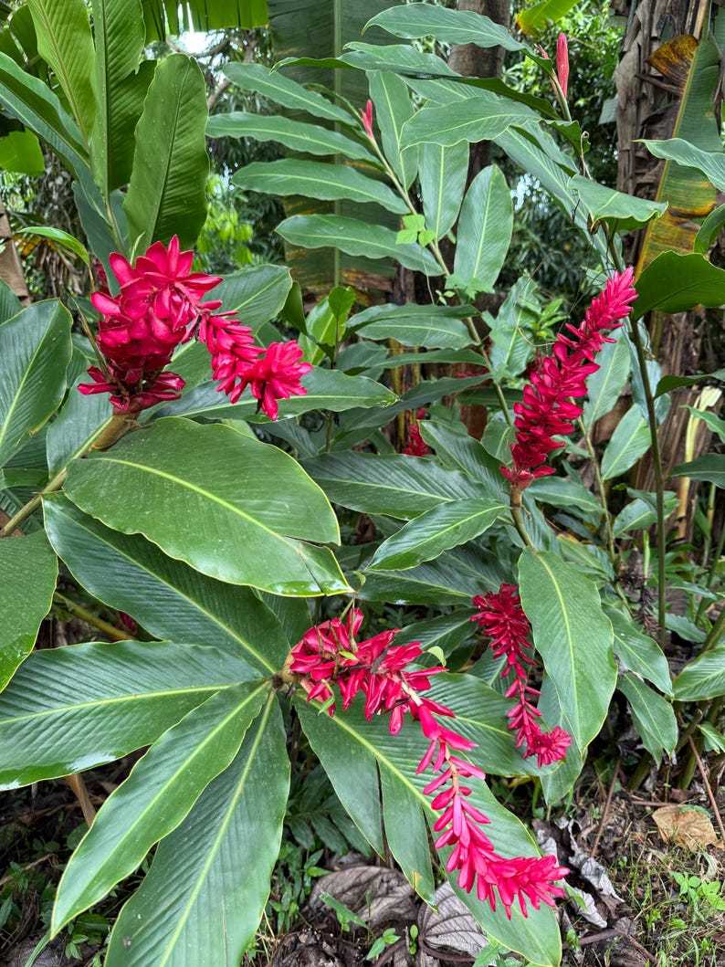 Red Ginger Plant, Alpinia Purpurata, Tropical Ostrich Plume - Thumbnail 2