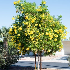 100x Seeds Yellow Tecoma Stans/Trumpet Bush, Spectacular Floral Displays, Beautiful Yellow Trumpet Shaped, Elegance, Indoor/Outdoor. image 2