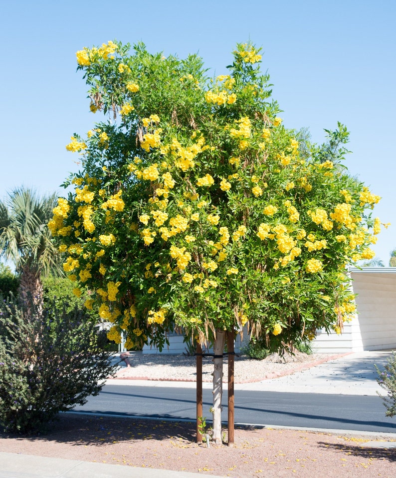 100x Seeds Yellow Tecoma Stans/Trumpet Bush, Spectacular Floral Displays, Beautiful Yellow Trumpet Shaped, Elegance, Indoor/Outdoor. image 2