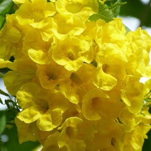 May include: A cluster of bright yellow flowers with delicate petals. The flowers are arranged in a dense, rounded shape, creating a vibrant and cheerful display.