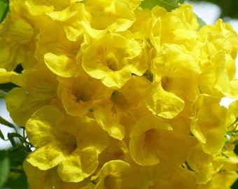 100x Seeds Yellow Tecoma Stans/Trumpet Bush, Spectacular Floral Displays, Beautiful Yellow Trumpet Shaped, Elegance, Indoor/Outdoor.