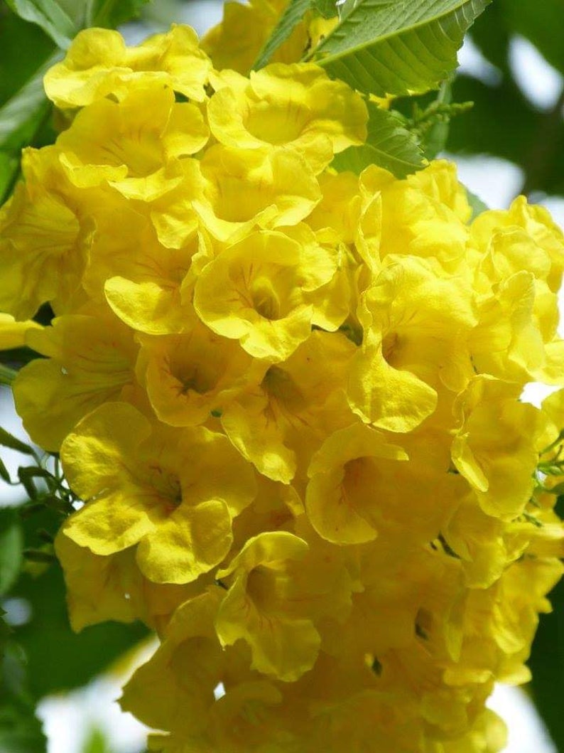 100x Seeds Yellow Tecoma Stans/Trumpet Bush, Spectacular Floral Displays, Beautiful Yellow Trumpet Shaped, Elegance, Indoor/Outdoor. image 1