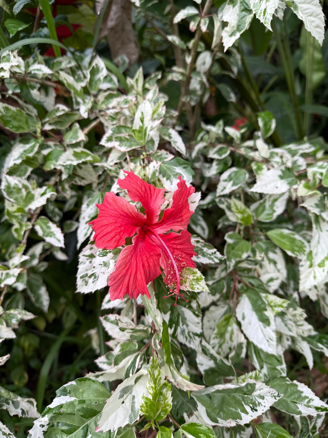 5 Snow Queen Variegated Hibiscus Cuttings, 7” Tall, Tropical Red