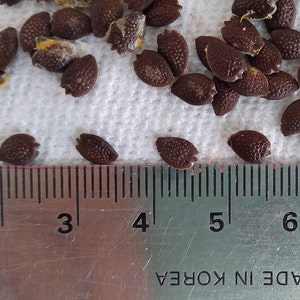 K&ouml;nnte beinhalten: Nahaufnahme von dunkelbraunen Samen, etwa 5 mm lang, die auf einer wei&szlig;en Oberfl&auml;che verstreut sind. Am unteren Rand des Bildes ist ein Lineal mit Millimeter-Markierungen zu sehen.