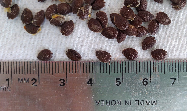 K&ouml;nnte beinhalten: Nahaufnahme von dunkelbraunen Samen, etwa 5 mm lang, die auf einer wei&szlig;en Oberfl&auml;che verstreut sind. Am unteren Rand des Bildes ist ein Lineal mit Millimeter-Markierungen zu sehen.