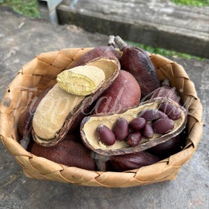 5 StinkingToe Seeds, Hymenaea  courbaril, Algarrobo, Natural Crafts, Traditional Beads, Amulets