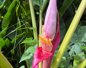 Pink Banana 20 Seeds: Dwarf Ornamental Edible Banana Plant, Musa