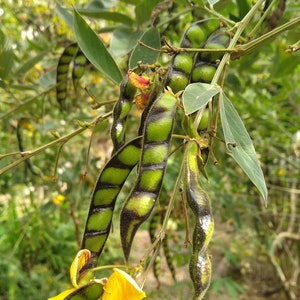 25x Seeds White Pigeon Peas Cajanus cajan, Gandules seeds, FREE Shipping, Easy fast growing seeds, Grow your own image 9