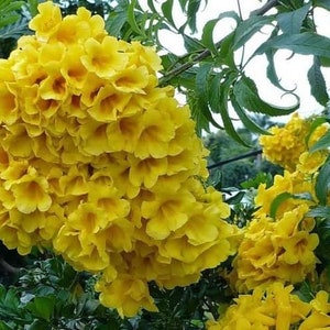 100x Seeds Yellow Tecoma Stans/Trumpet Bush, Spectacular Floral Displays, Beautiful Yellow Trumpet Shaped, Elegance, Indoor/Outdoor. image 3