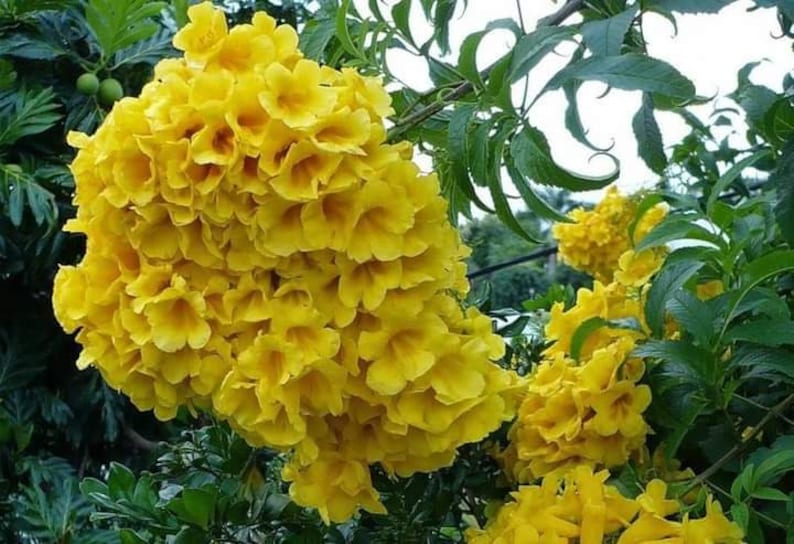 100x Seeds Yellow Tecoma Stans/Trumpet Bush, Spectacular Floral Displays, Beautiful Yellow Trumpet Shaped, Elegance, Indoor/Outdoor. image 3