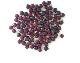 Black Pigeon Pea, 10 Seeds, Cajanus Cajan, Gandules Negros