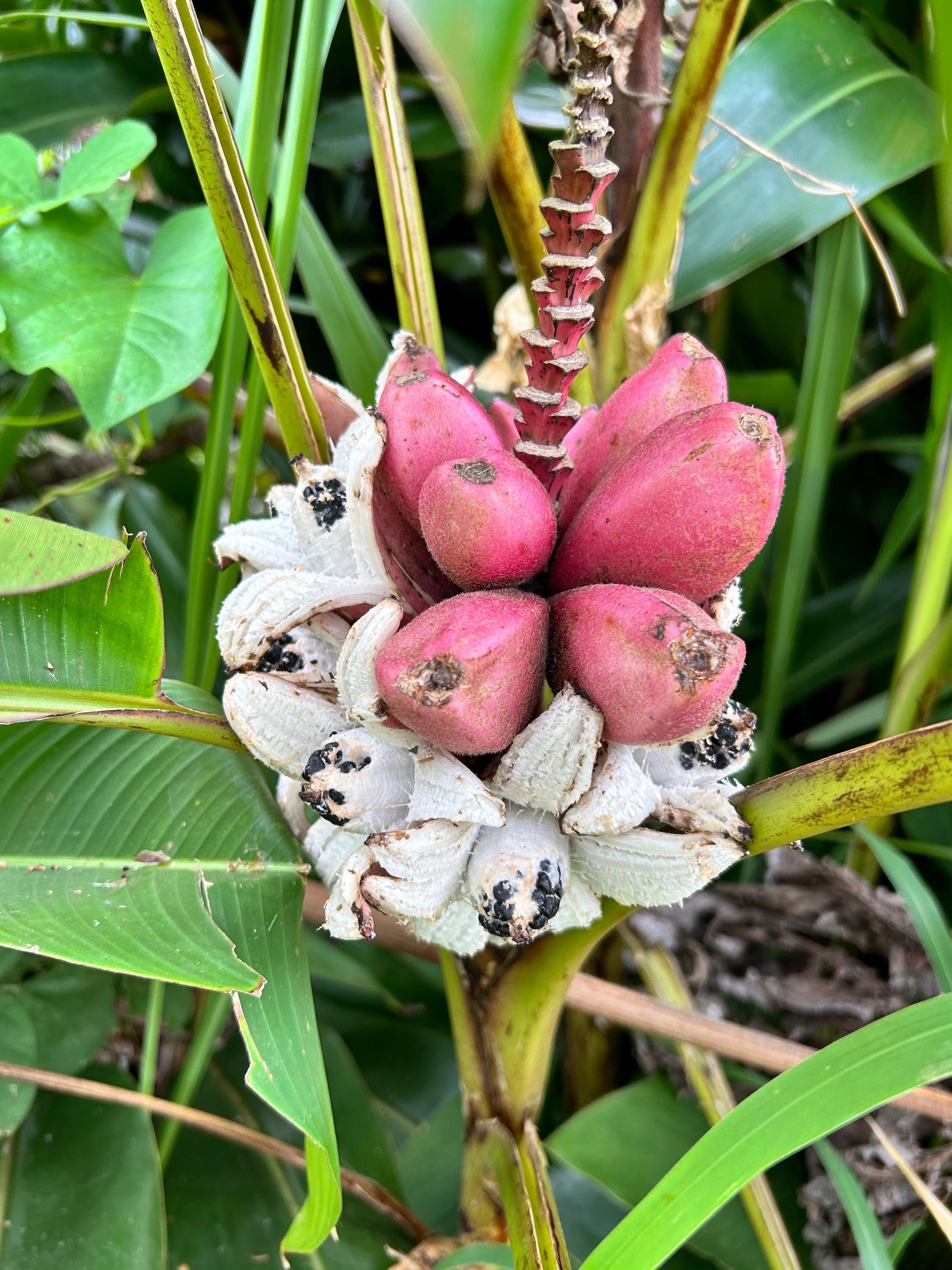Pink Banana 20 Seeds: Dwarf Ornamental Edible Banana Plant, Musa