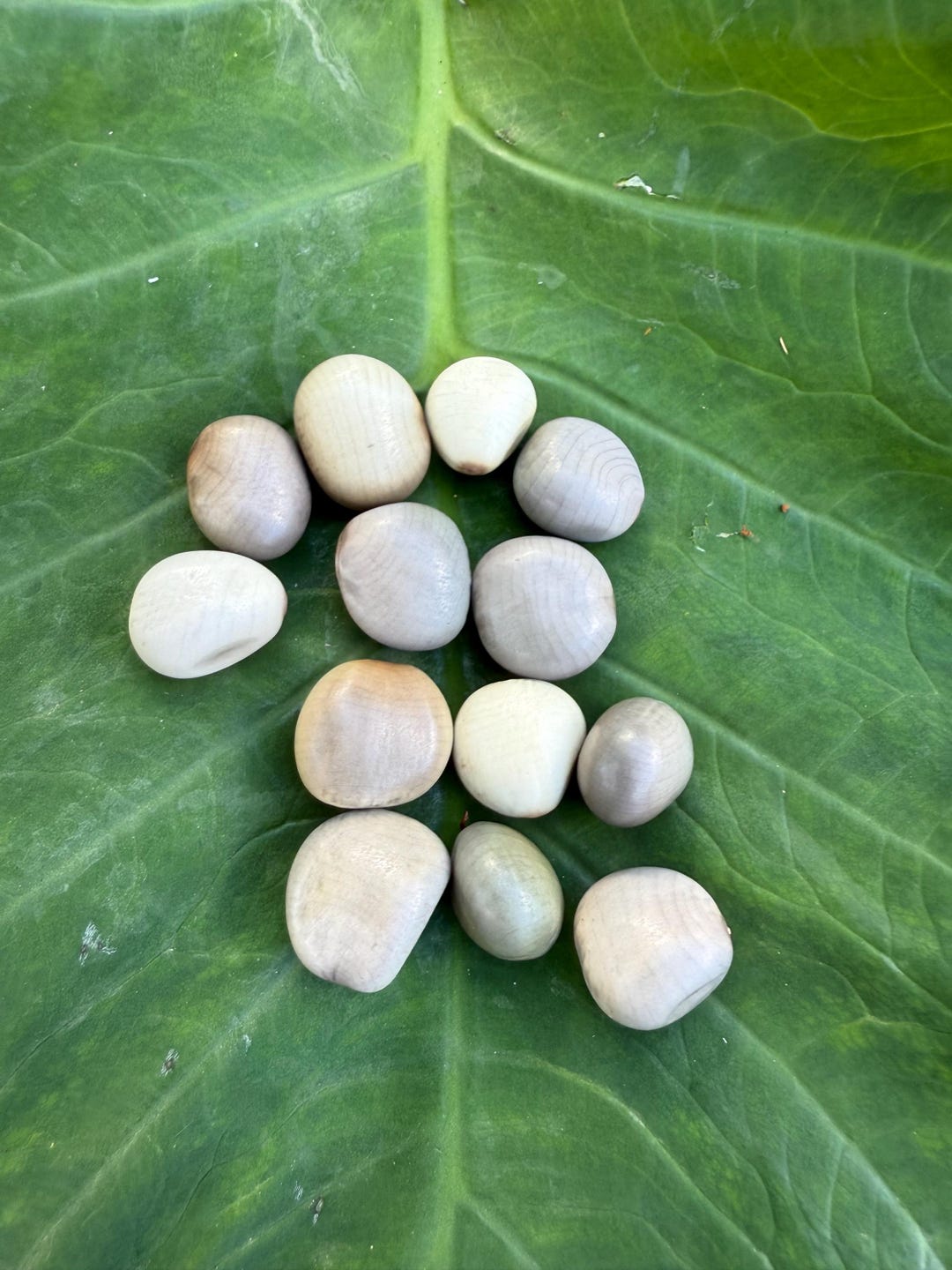 Nickernut Beanshell 5 Grey Nickernut Seeds, Guilandina Bonduc, Sea Pearl / Fever Nut - Etsy