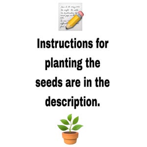 Noni 10 Seeds: Grow Your Own "Fruit of Life" image 8