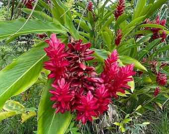 3x Alpinia Red Ginger, Live Plant, A. Purpurata, 4&quot; -6&quot; Tall Ostrich Plume Red Cone, Elegant, Vibrant, Tropical, Exotic, Perfect Landscape