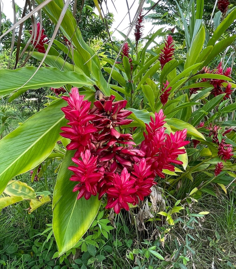 Red Ginger Plant, Alpinia Purpurata, Tropical Ostrich Plume - Thumbnail 4