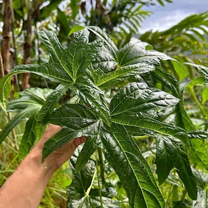 May include: A close-up of a large, green leaf with a hand reaching out to touch it. The leaf has a prominent vein structure and a textured surface.
