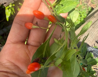 Goji Berry, 15 Seeds, Lycium barbarum, Exotic Fruit Shrub, Organic