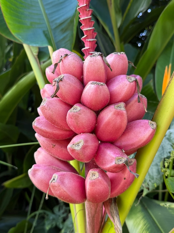 Pink Banana 20 Seeds: Dwarf Ornamental Edible Banana Plant, Musa