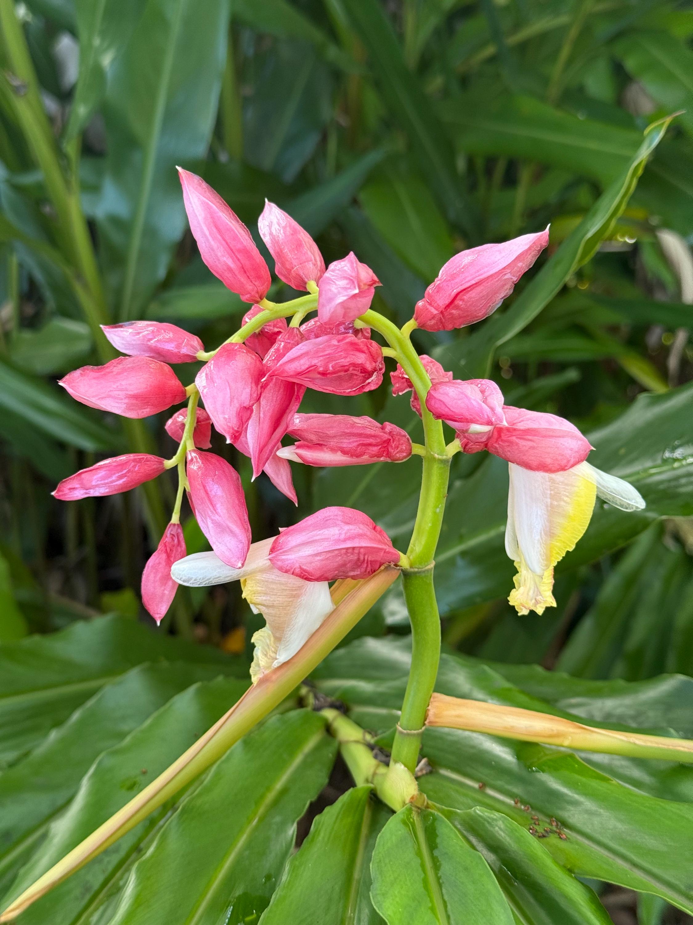 20x Pink Perfection Alpinia Seeds: Hainan Ginger, Fragrant