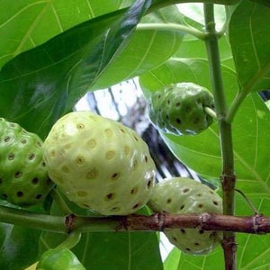 May include: Close-up of green and white noni fruit growing on a branch with green leaves.