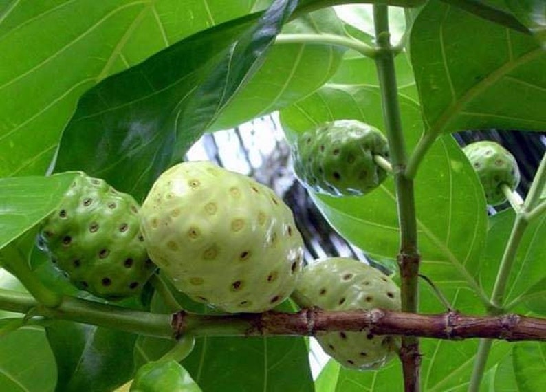May include: Close-up of green and white noni fruit growing on a branch with green leaves.