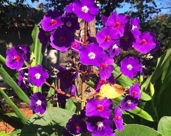 5 Emperor Glory Bush Cuttings, 7" long, Tibouchina Grandifolia, Purple Glory, Silverleaf Princess, Gorgeous vibrant royal-purple blossoms !