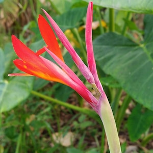10x Red Canna Indica Seeds: Tropical Exotic Flowers