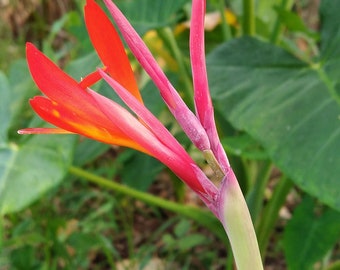 10x Red Canna Indica Seeds: Tropical Exotic Flowers - Etsy