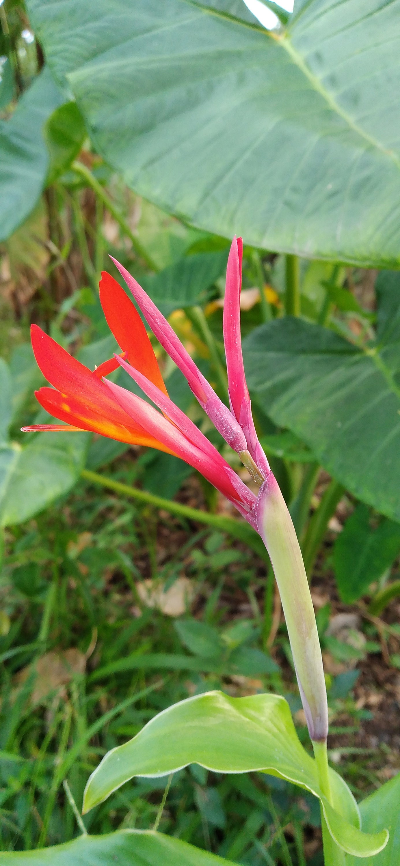 canna出品 10x Red Canna Indica Seeds: Tropical Exotic Flowers - Etsy