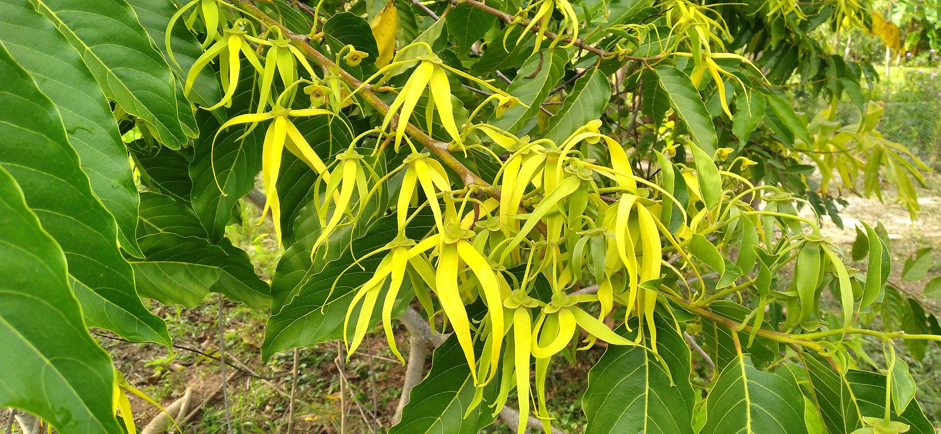 Dwarf Ylang Ylang Tree Care Retail Stores www.haljinezasvadbe.rs