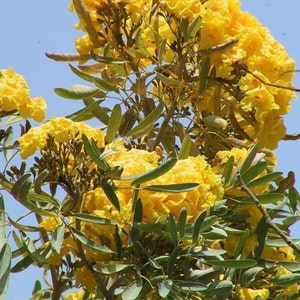 20x Yellow Oak Seeds/ YellowTrumpet tree/ Tabebuia Aurea / Roble Amarillo . Fast Growing Seed, Flower Tree Seeds, Beautiful yellow flower image 9