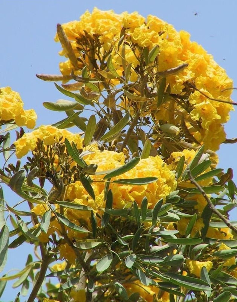 20x Yellow Oak Seeds/ YellowTrumpet tree/ Tabebuia Aurea / Roble Amarillo . Fast Growing Seed, Flower Tree Seeds, Beautiful yellow flower image 9