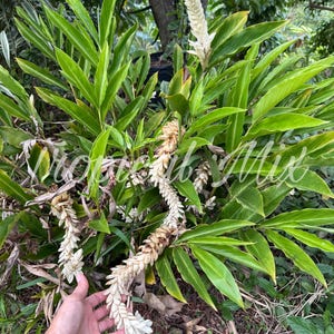 May include: A vibrant green ginger plant featuring multiple long, arching, cone-shaped white flower spikes. The plant has lush, pointed, lance-shaped leaves that grow in dense clusters, with some flower bracts showing signs of browning.