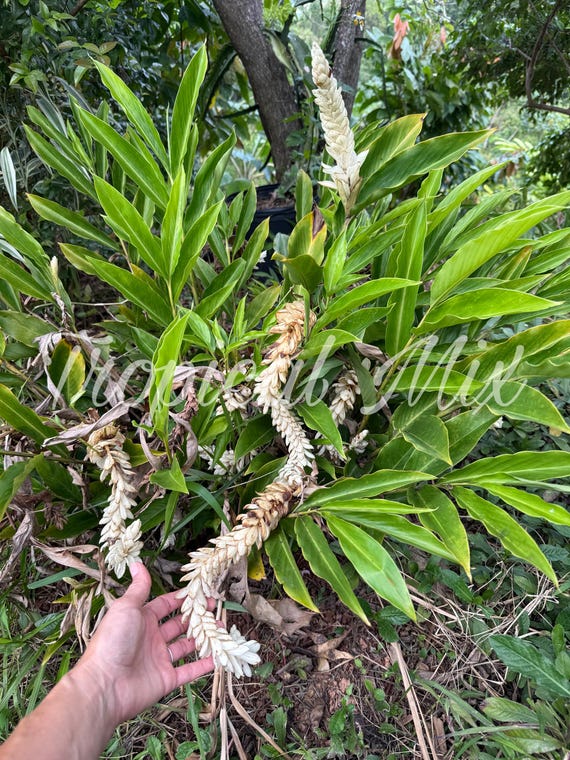 picture of philodendron Philodendron Red Congo, Tropical Forest Plant