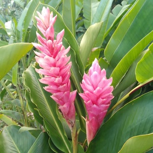 3 Pink Alpinia Plants Exotic Ginger, 13"- 16" Tall, Strong and Healthy Plants,  Well Packed Fast Delivery, Make your Garden Look Beautiful !