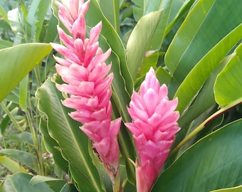 3 Pink Alpinia Plants Exotic Ginger, 7"- 10" Tall, Strong and Healthy Plants,  Well Packed Fast Delivery, Make your Garden Look Beautiful !