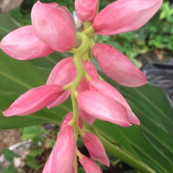 20x Pink Perfection Seeds, Alpinia hainanensis, Rare, Exotic, Hainan Ginger, Chinese False Cardamom, Fragrant, Cardamom Substitute !