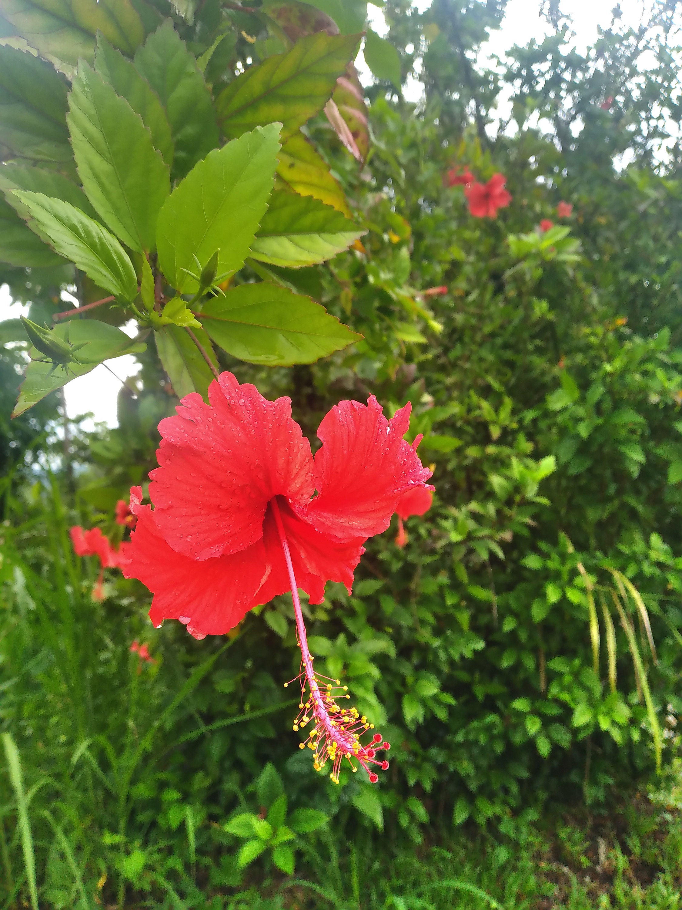 5x Hibiscus Rosa-sinensis 7
