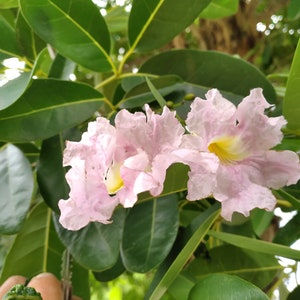 20x Pink Oak Tree Seeds/Tabebuia rosea Fresh seeds, A beautiful tree for its bright pink flowers. image 10