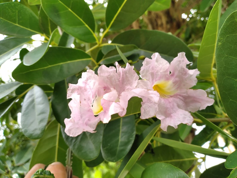 20x Pink Oak Tree Seeds/Tabebuia rosea Fresh seeds, A beautiful tree for its bright pink flowers. image 10