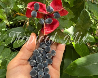May include: A cluster of dark blue seeds held in a hand, with a vibrant red pod and green foliage in the background. The image features the text "Tropical Mix".