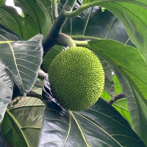 10 Breadnut Seeds: Exotic Tropical Fruit, Artocarpus Camansi