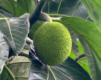 5 Breadnut Seeds: Exotic Tropical Fruit, Artocarpus Camansi