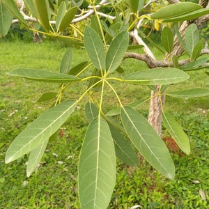 20x Yellow Oak Seeds/ YellowTrumpet tree/ Tabebuia Aurea / Roble Amarillo . Fast Growing Seed, Flower Tree Seeds, Beautiful yellow flower image 8