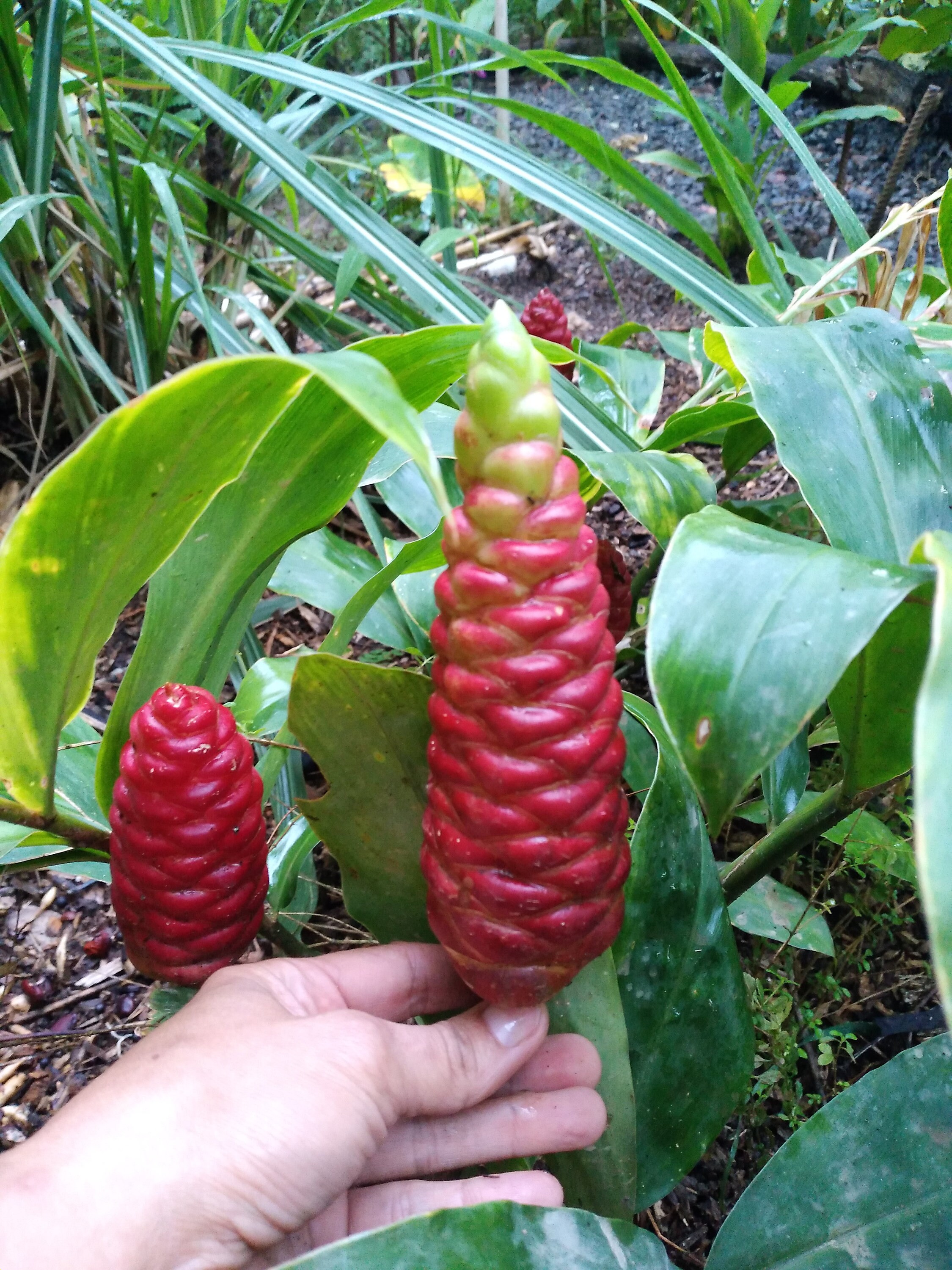 35+ Shampoo Ginger Plant Seeds/Rhizomes - Awapuhi Ginger Seeds From Sri Lanka For Growing