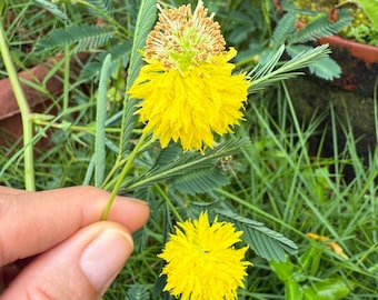 Yellow Mimosa Pudica 10 Seeds, Shame plant, Sensitive 'Touch-Me-Not' Plant