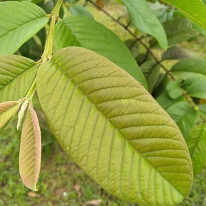 10x Fresh Guava Leaves, 100% Natural, A lot of Benefits, Get the Best Fresh Leaves for a Great and Delicious Tea Ever !